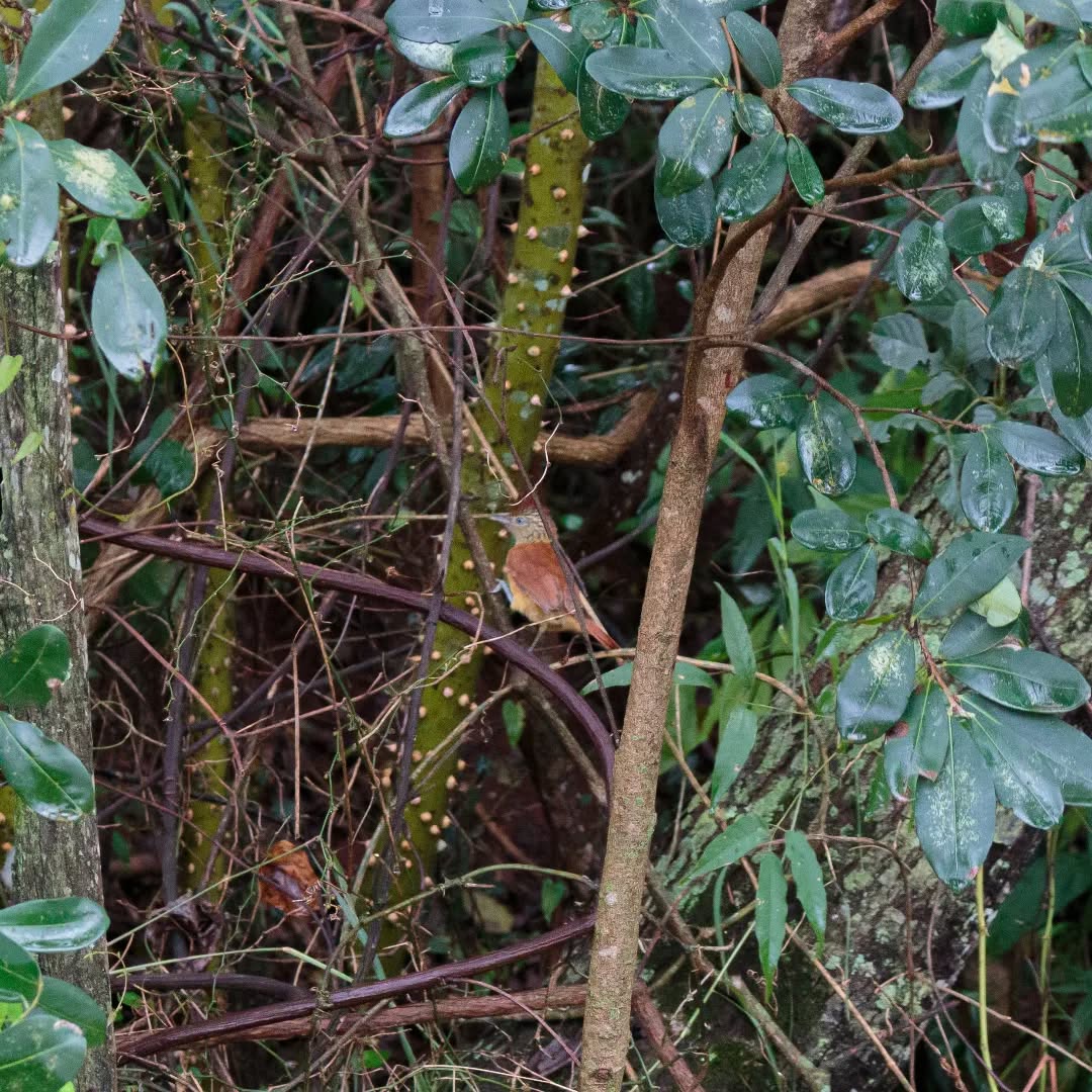 Fauna local da Estância Berno