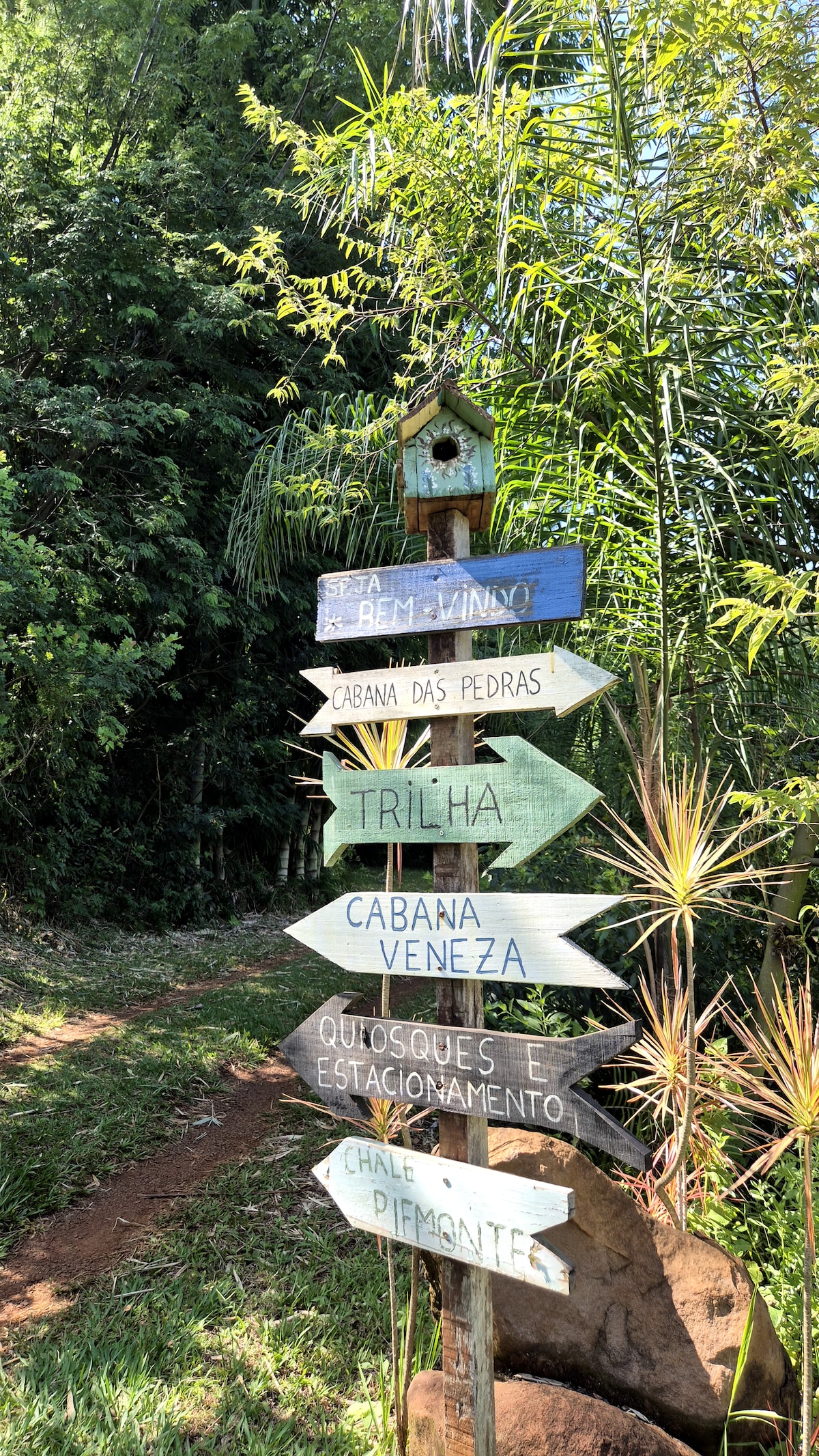 Trilha ecológica entre samambaias